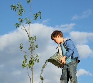 Be judicious in how and when you water your trees.